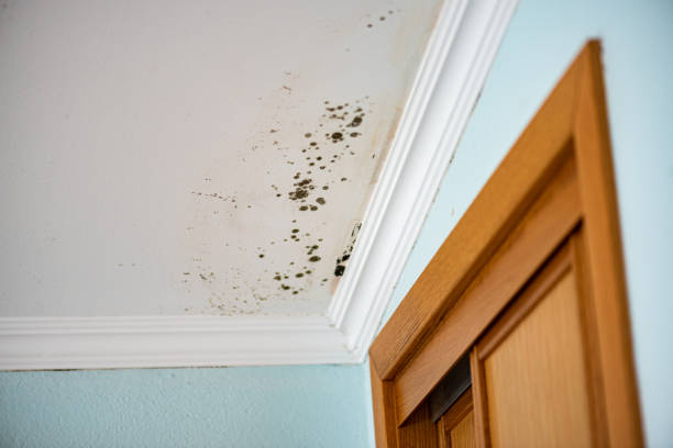 Best Black Mold Removal  in Atkins, VA