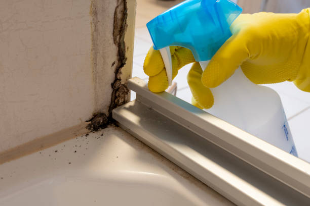 Best Affordable Mold Removal  in Atkins, VA