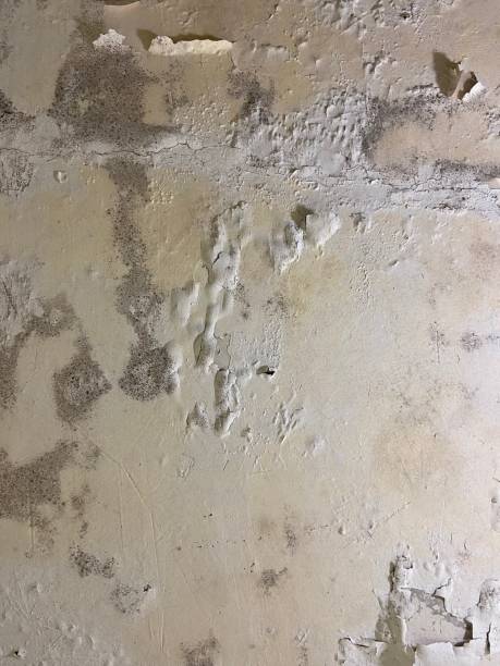 Best Fast Mold Removal  in Atkins, VA
