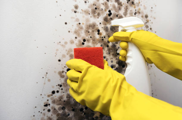 Best Attic Mold Removal  in Atkins, VA