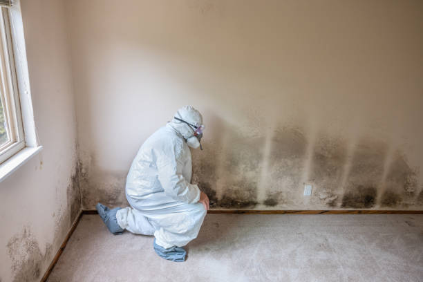 Best Mold Damage Repair  in Atkins, VA