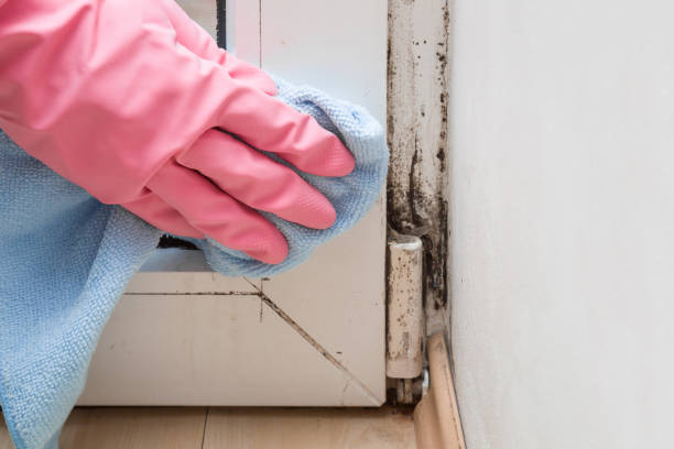 Best Local Mold Removal Service  in Atkins, VA