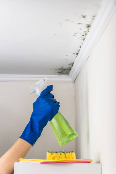 Best Professional Mold Removal  in Atkins, VA
